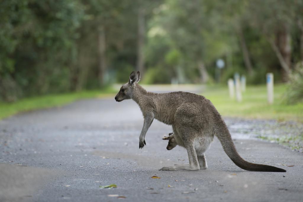 Holiday park Nrma Myall Shores 3*